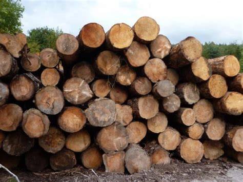 Vlastnosti dreva ako stavebného materiálu