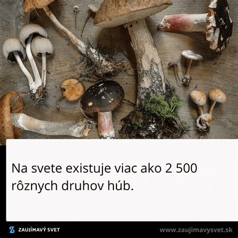Ilustrácia rôznych druhov plesní a húb