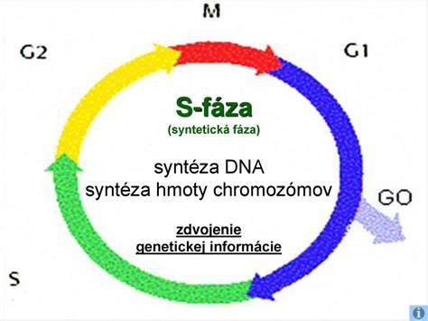 Schéma chromozómov s vyznačenými génmi OB a DB