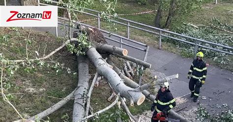 Stromy pri hranici pozemku