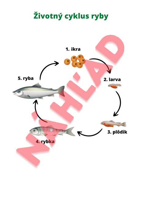 Životný cyklus piadivky zimnej