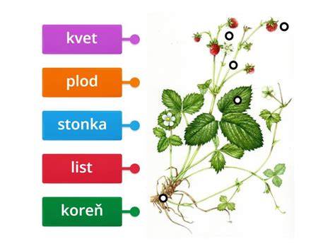 Schéma funkcií komínovej striešky